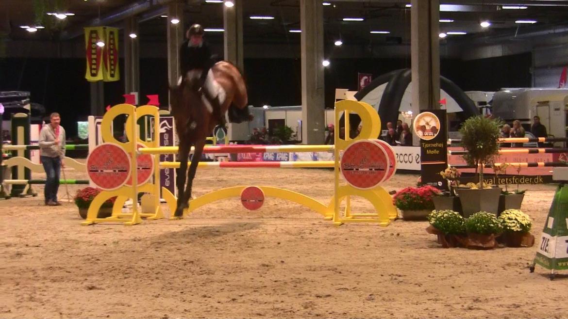 Svensk Varmblod - Lord Nelson (SWB) - skal endelig ikke røre bommen! JBK 125cm CSI*  billede 17