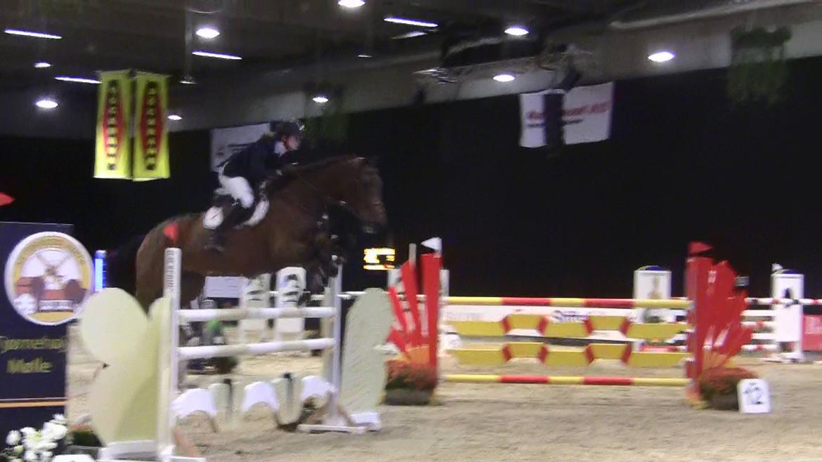Svensk Varmblod - Lord Nelson (SWB) - JBK CSI* 130cm billede 18