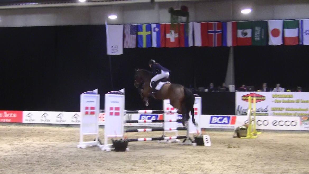 Svensk Varmblod - Lord Nelson (SWB) - JBK CSI* 130cm billede 20