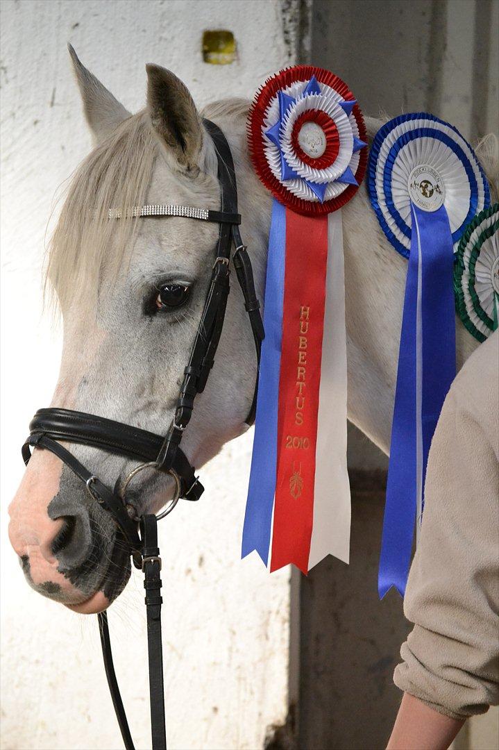 Hollandsk Sportspony Fyrstenborgs Meritza - Velkommen til Meritza Profil.
I er meget velkommen til at se alle billederne og læse om hende nedenfor.<3 og en bedømmelse ville vi sætte stor pris på. :-) billede 5