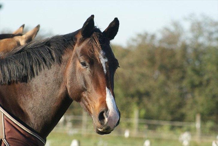 Dansk Varmblod Skovly's Alanta  billede 18