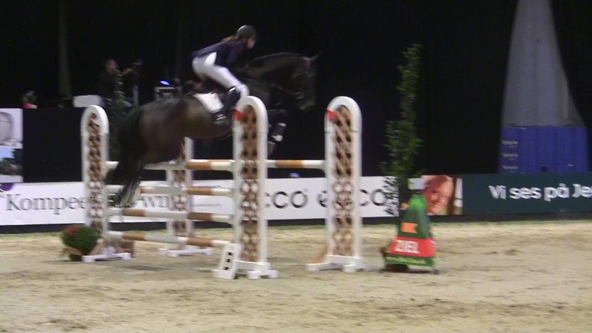 Dansk Varmblod - Caliber - JBK CSI* 135cm  billede 16