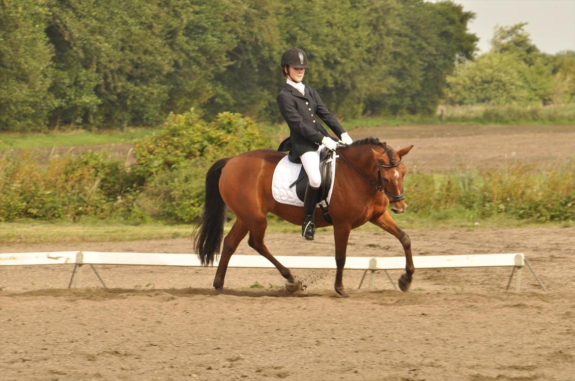 DSP Stidsbjergs Chasmin <3 Solgt. - <3 billede 14