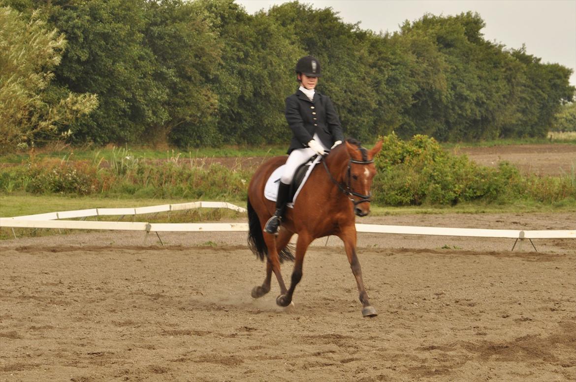 DSP Stidsbjergs Chasmin <3 Solgt. - Træningen begyndte da at give pote. :D <3 billede 16