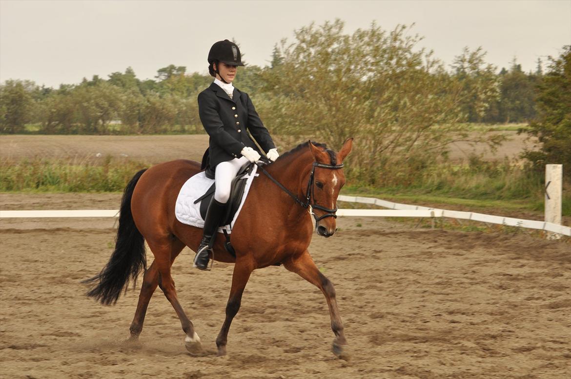 DSP Stidsbjergs Chasmin <3 Solgt. - <3 billede 17