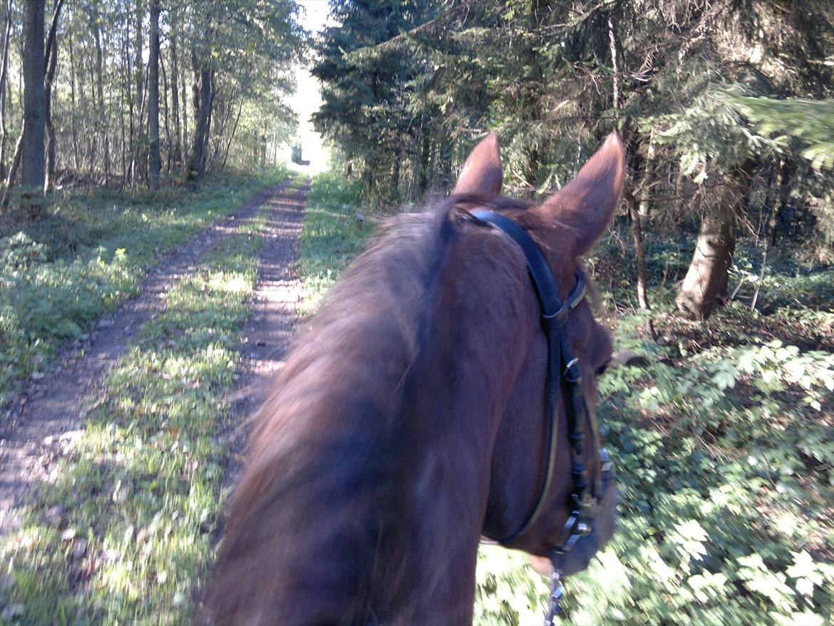 Knabstrupper Juandiazz (stor -lunds enjoy) - På tur den 16/10 -2011 billede 7