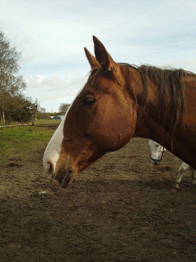 Hannoveraner Nimitz, (Bisnap.) billede 5