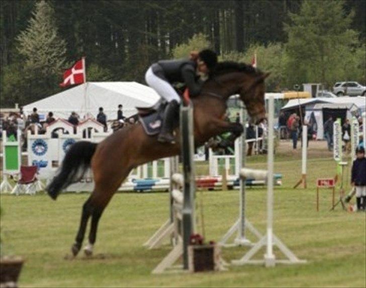 Hollandsk Sportspony | Elim billede 8