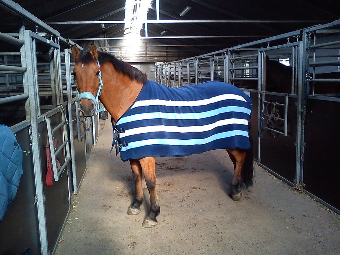 Anden særlig race Lucky  - lucky med mit fine tæppe :-) billede 14