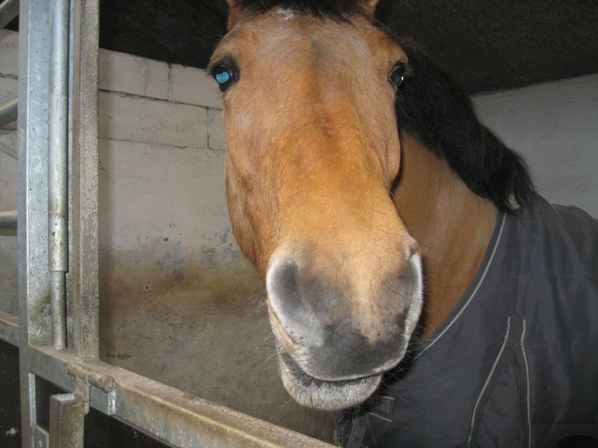 Anden særlig race Lucky  - bassen :-) billede 9