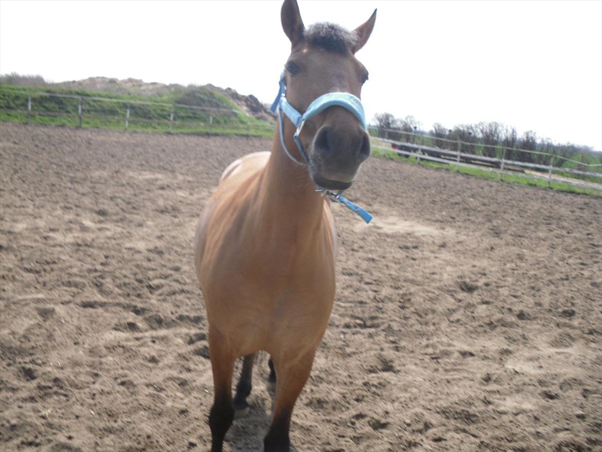 Anden særlig race Lucky  - dejlige prut. billede 17