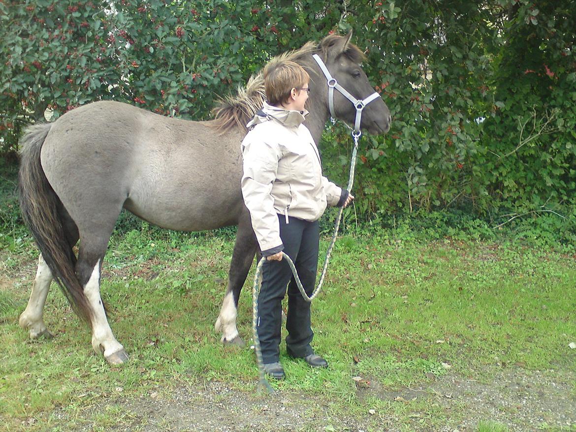 Islænder Assa fra Gjesbækgård - Vi skal lige se os omkring det nye sted billede 2