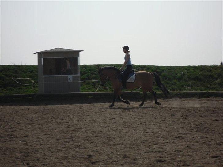 Anden særlig race Lucky  - træning. billede 10