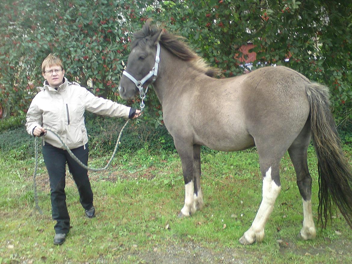 Islænder Assa fra Gjesbækgård - Synes nu altså hun er en fin hest.. Glem mit ansigtsudtryk hæhæ der stod 5-6 mennesker og kiggede og kommenterede billede 3