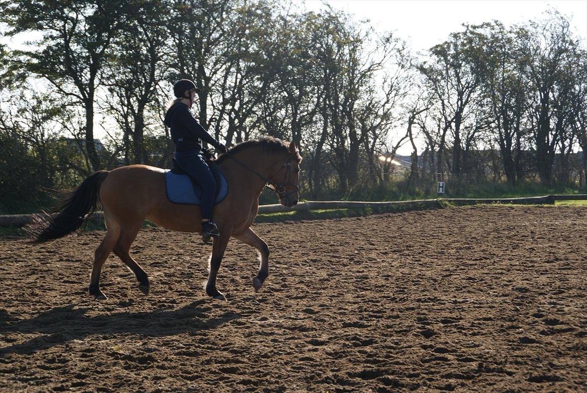 Anden særlig race Lucky  - luckys flotte trav! billede 13