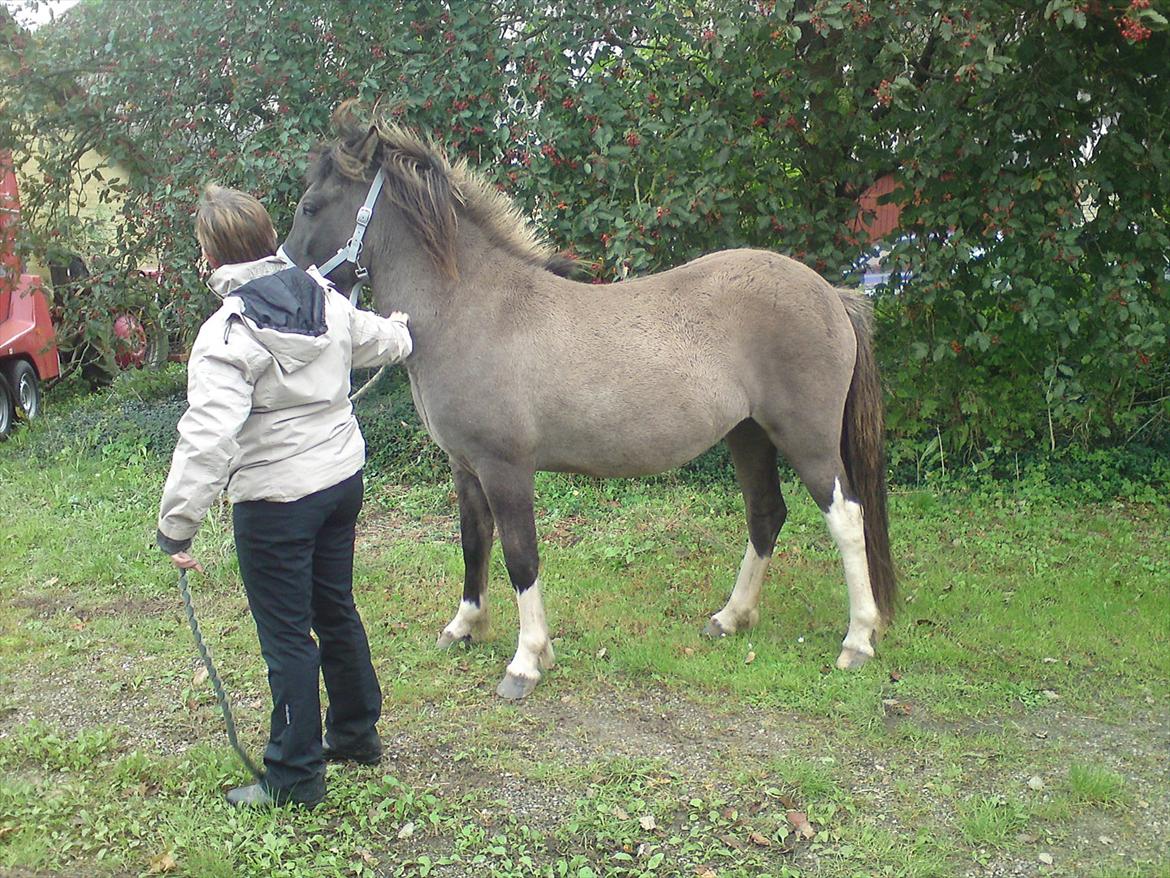 Islænder Assa fra Gjesbækgård - Naboen larmede lidt, men hun tager alting med ophøjet ro billede 4