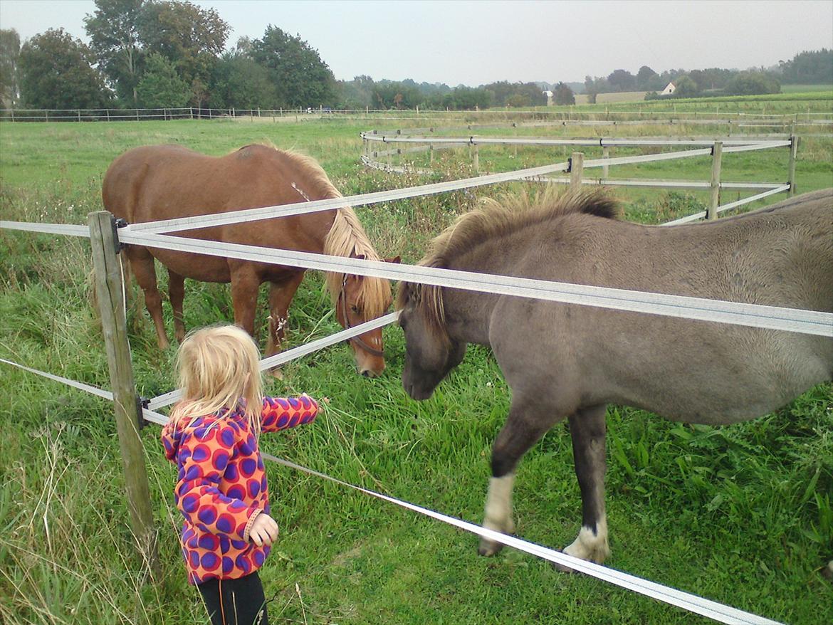 Islænder Assa fra Gjesbækgård - Min mellemste tilbyder græs billede 6