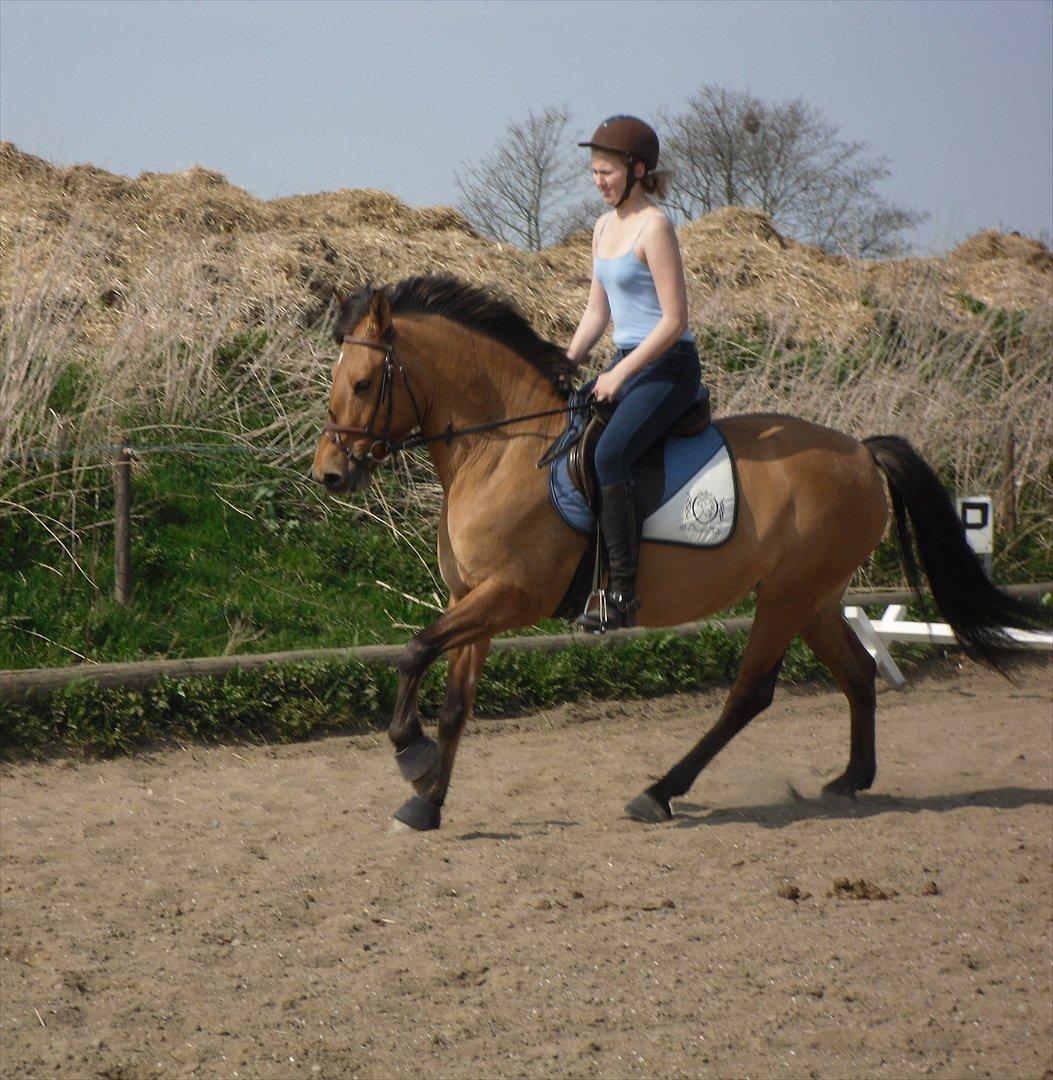 Anden særlig race Lucky  - luckys dejlige galop!!! billede 18