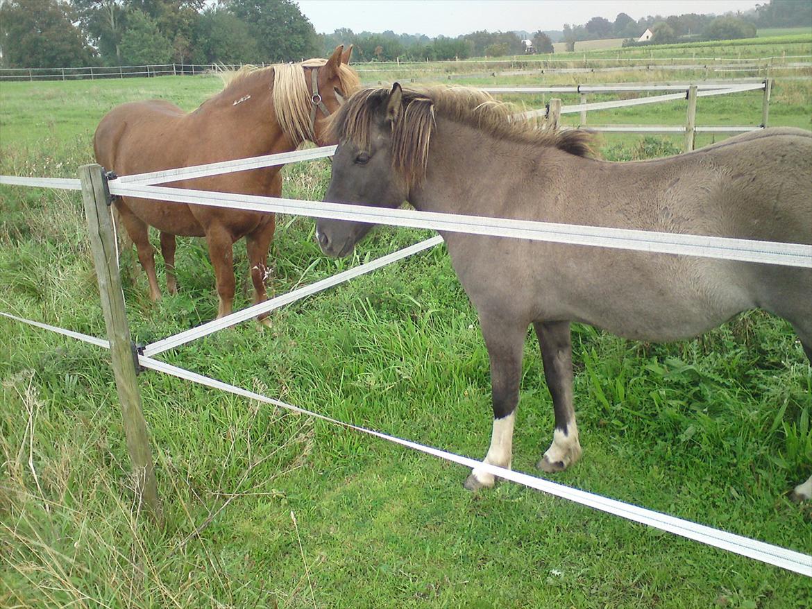 Islænder Assa fra Gjesbækgård - Første møde med kommende foldkammerat billede 5