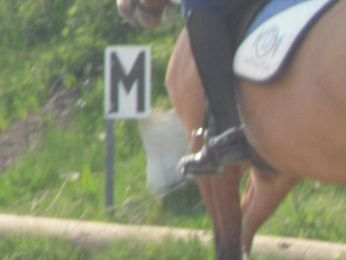 Anden særlig race Lucky  - min tøs! billede 15