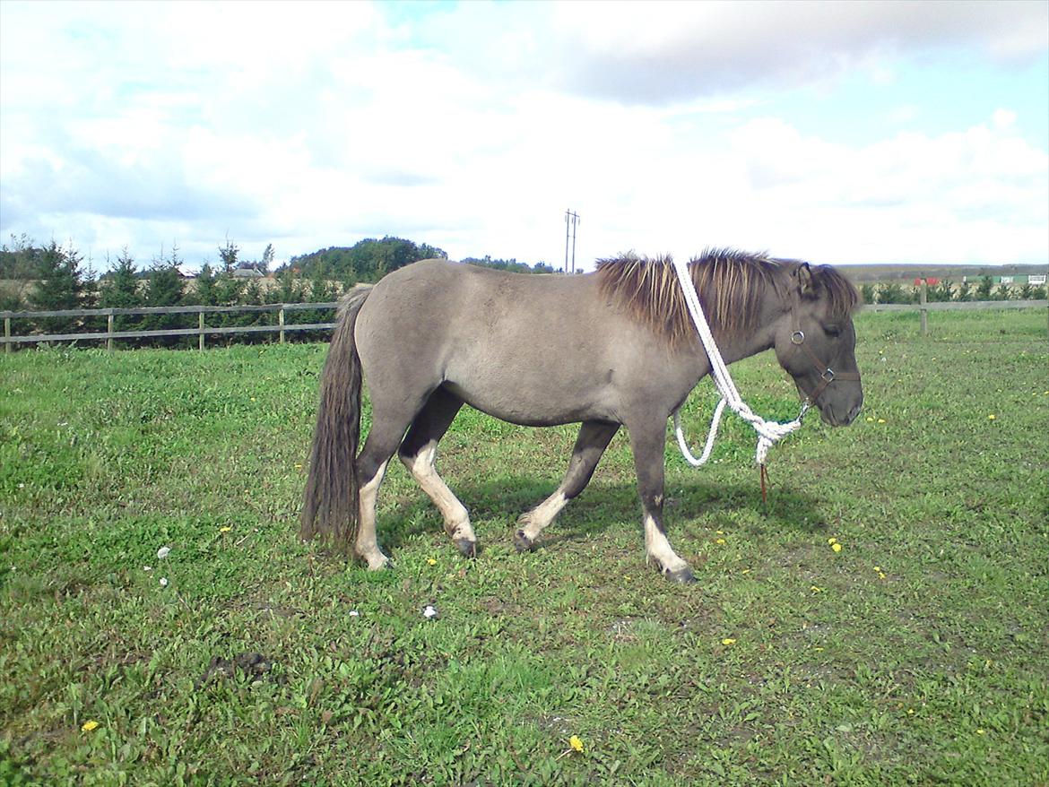 Islænder Assa fra Gjesbækgård - Ifølge salgsannoncen skulle hun kunne en masse HMS men det var ikke lige det.. billede 11