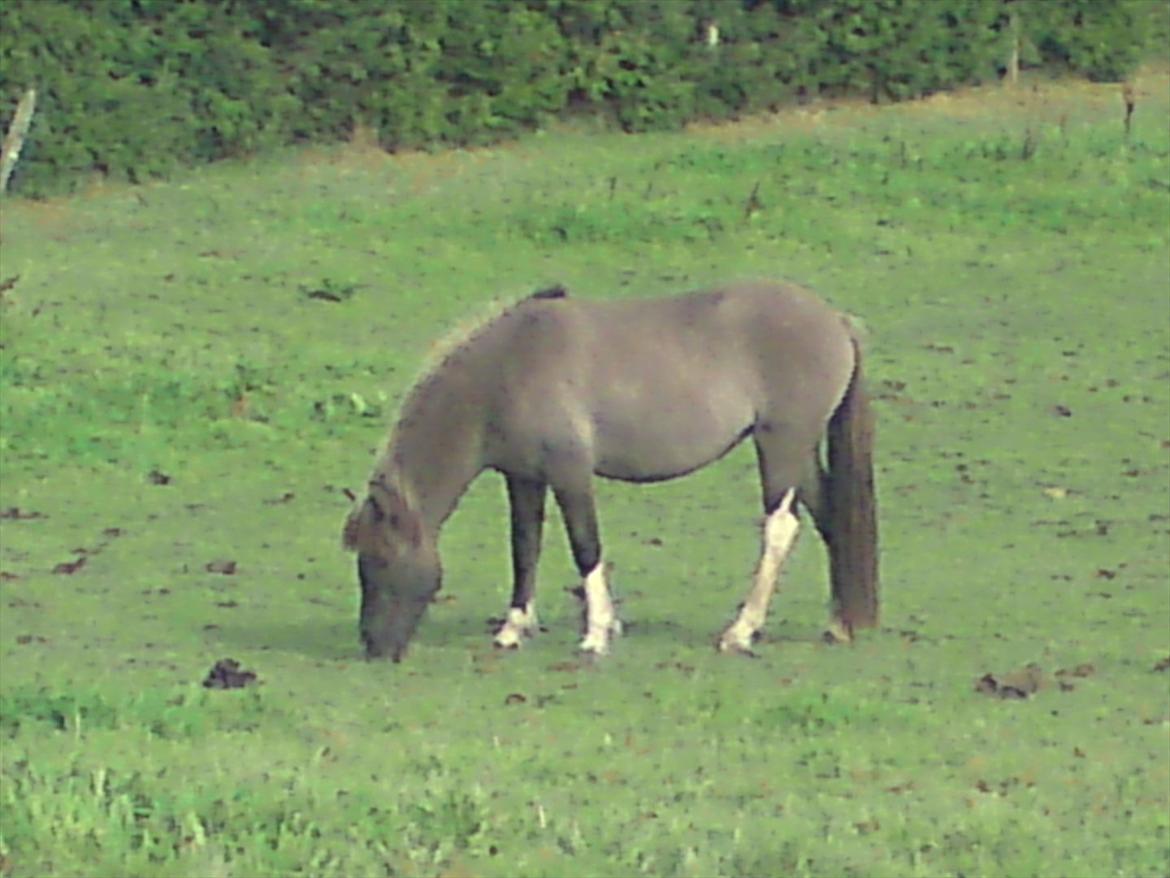 Islænder Assa fra Gjesbækgård - Sådan så hun ud første gang jeg mødte hende billede 10