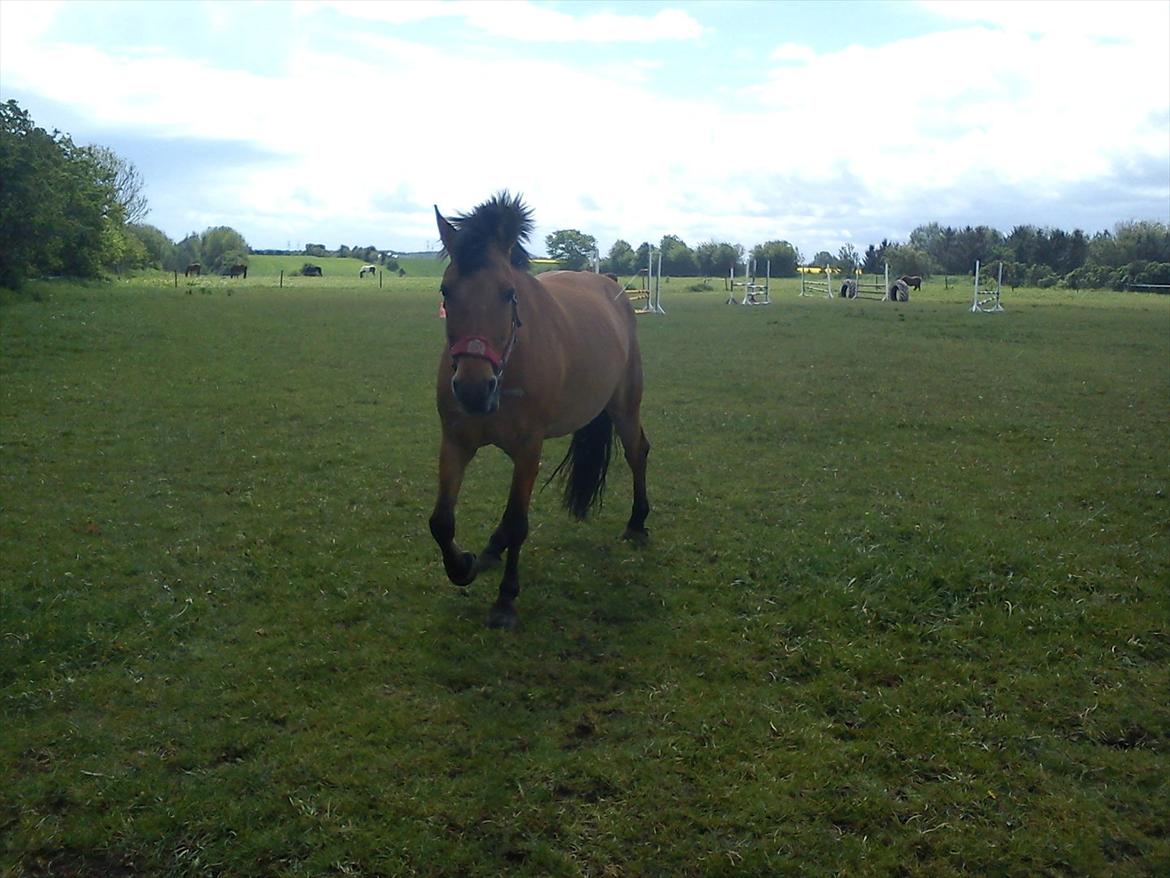 Anden særlig race Lucky  - bassen på fold. billede 19