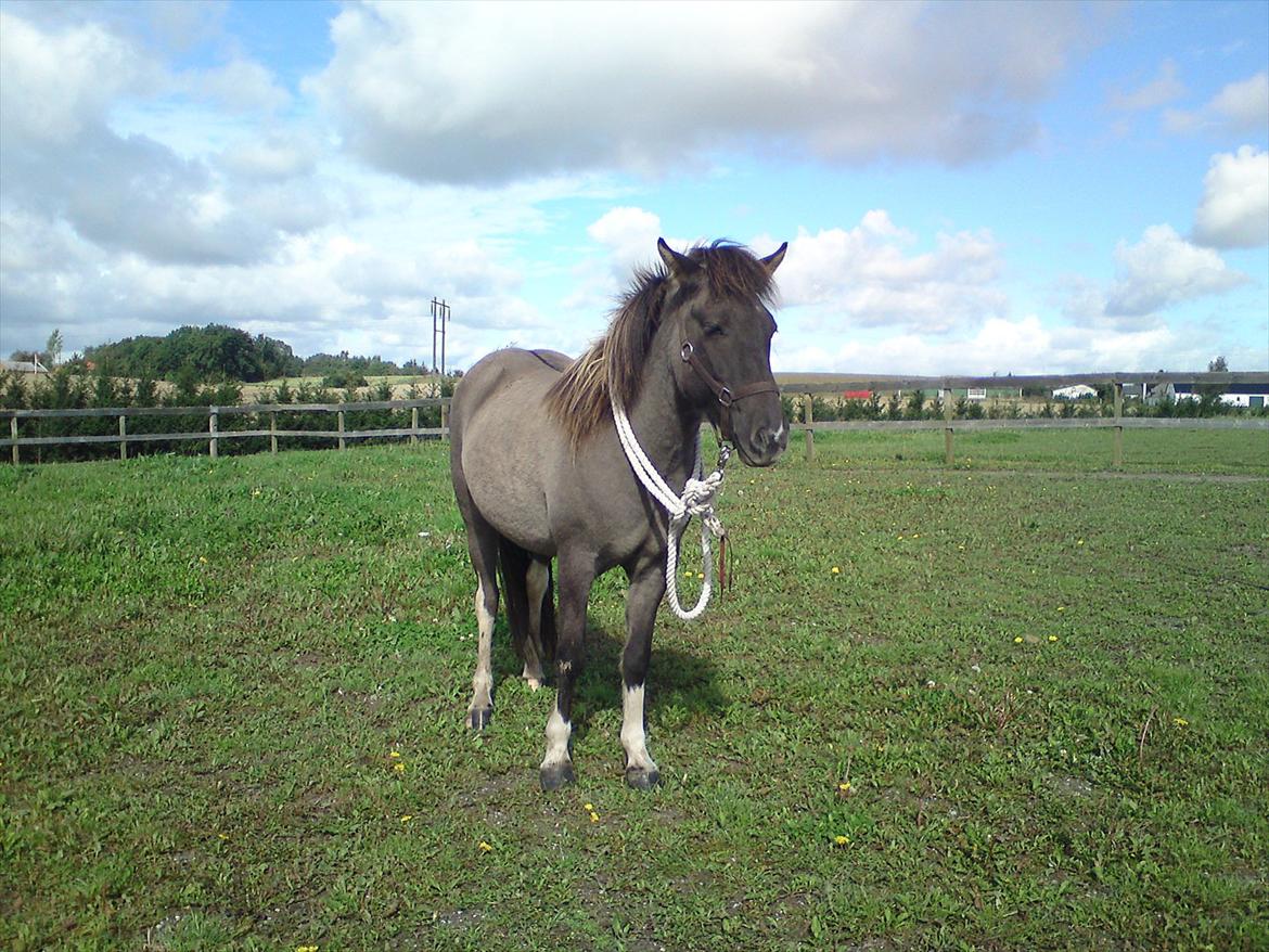 Islænder Assa fra Gjesbækgård - Assa undrede sig mere end hun vidste hvad tidligere ejer krævede af hende ;o) billede 12