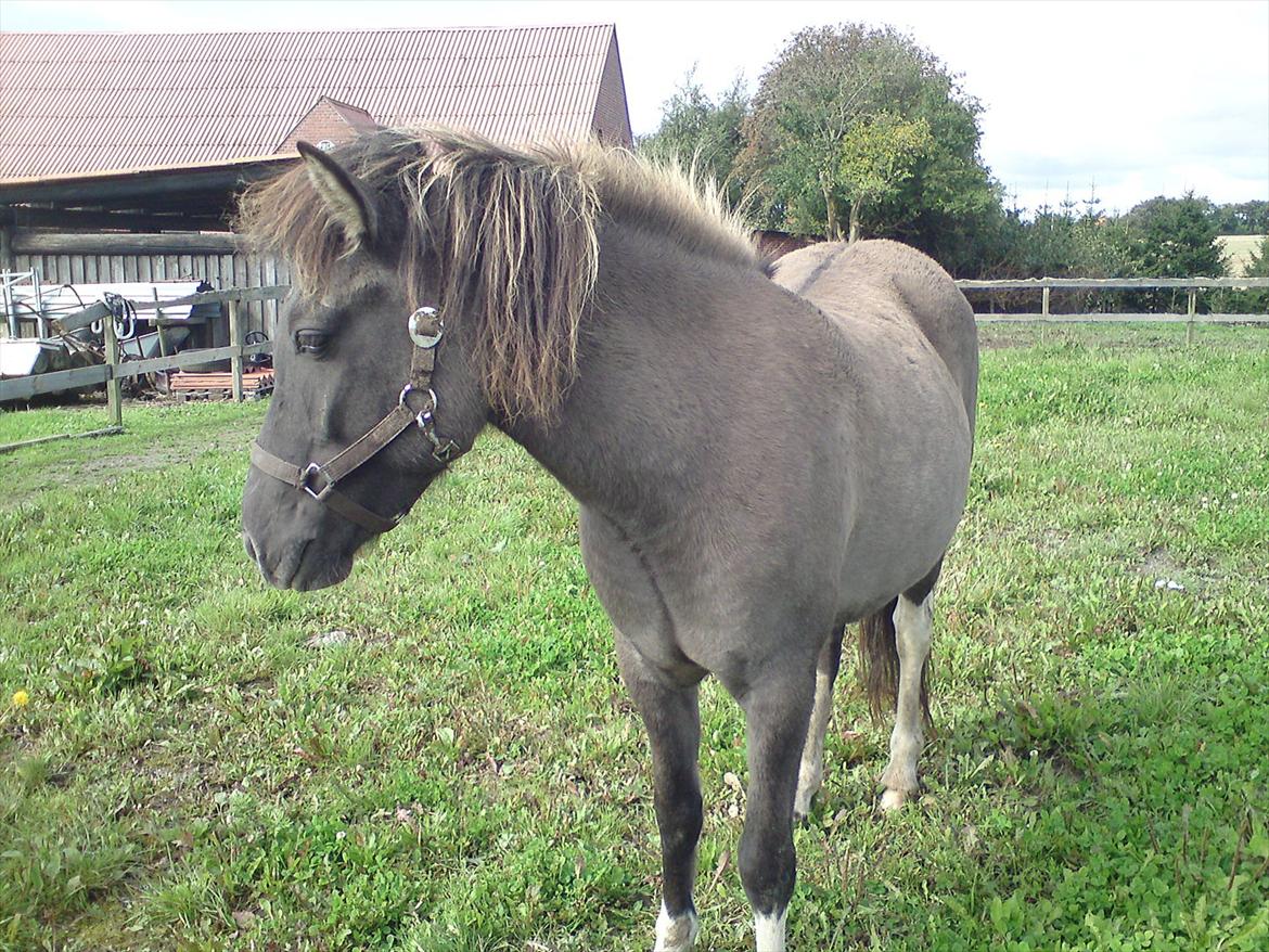 Islænder Assa fra Gjesbækgård - Mellemfornøjet og ikke særlig glad.. men det er hun blevet nu.  billede 13