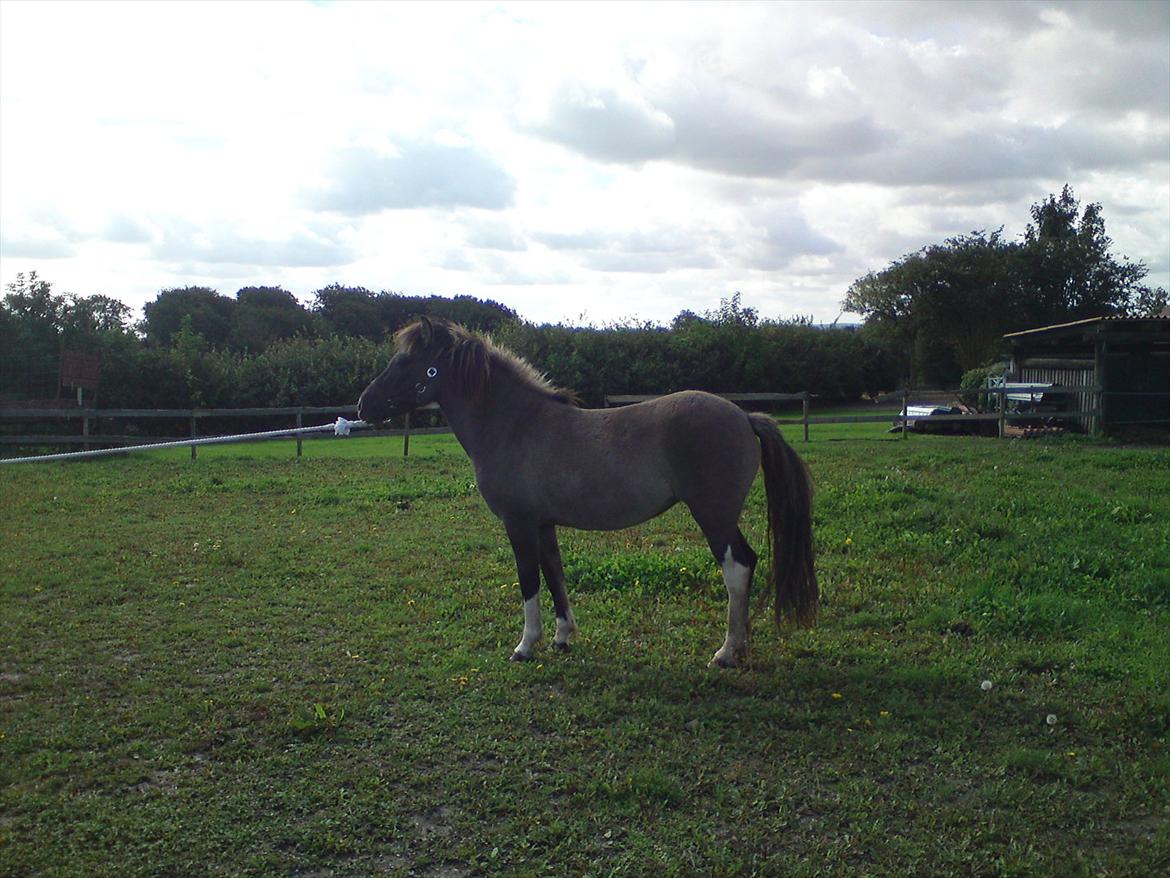 Islænder Assa fra Gjesbækgård - Spejder mod et nyt og bedre liv.. Det synes jeg at hun har fået :o) billede 15