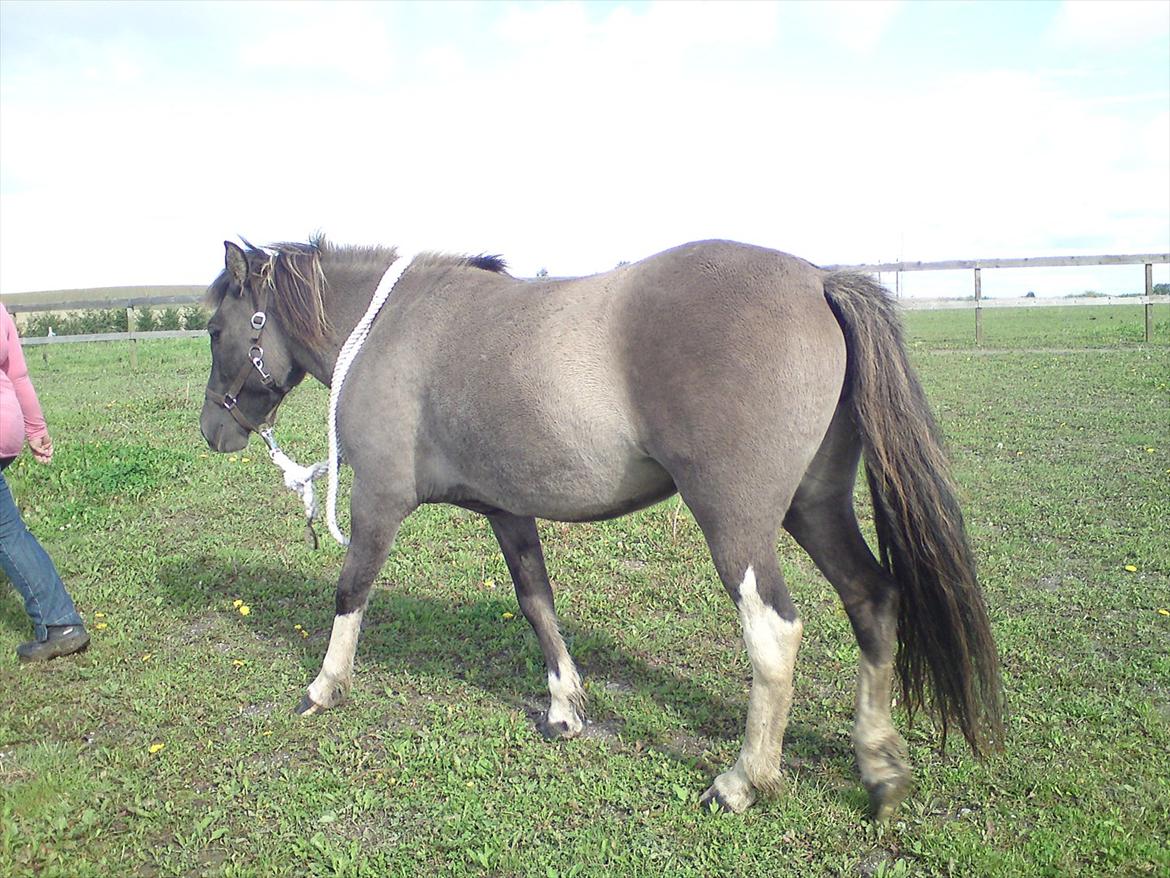 Islænder Assa fra Gjesbækgård - Ok.. hvis du siger jeg skal gå efter dig.. hæhæ billede 14