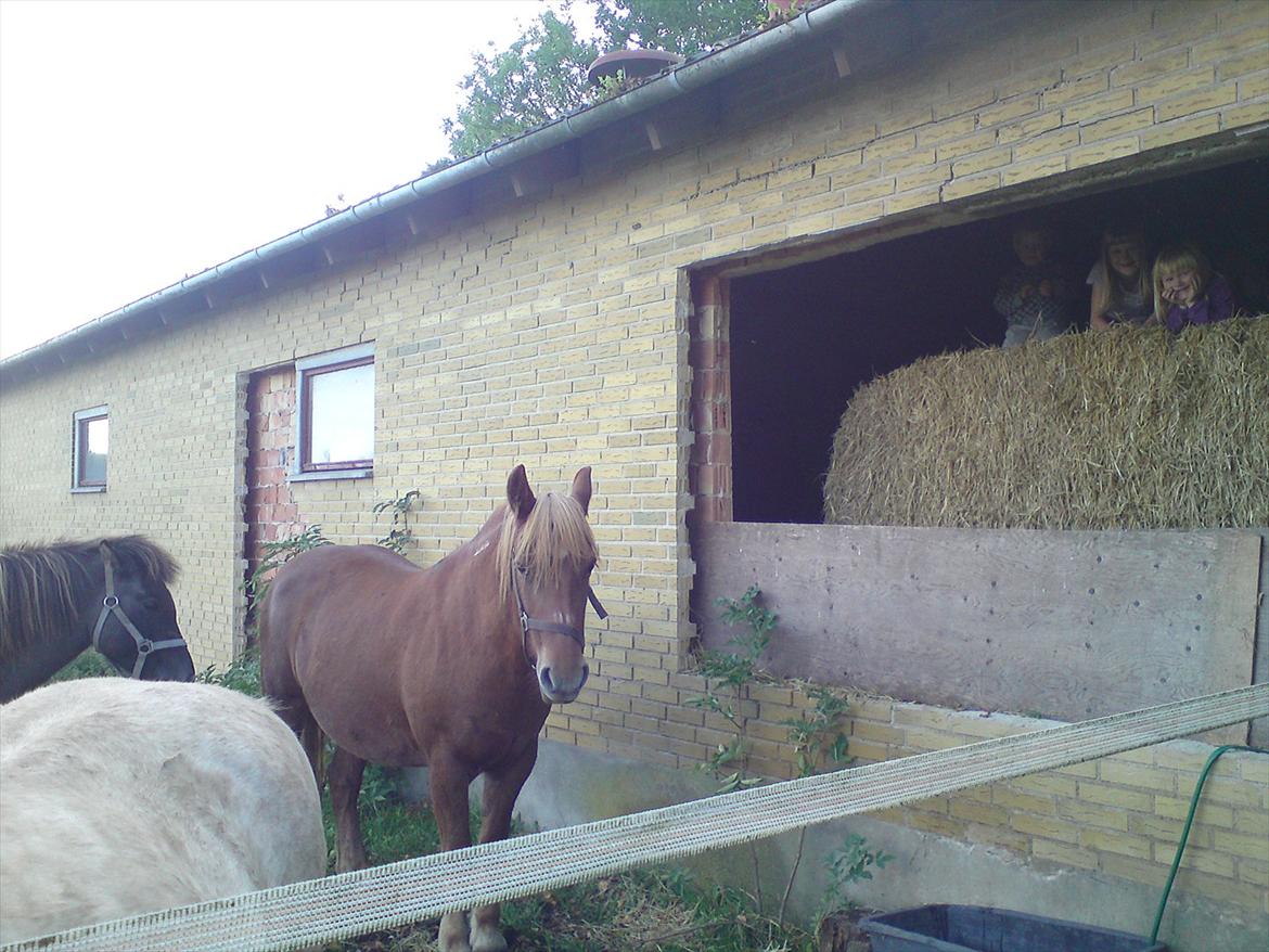 Islænder Assa fra Gjesbækgård - Assa i baggrunden, hendes nye sted. Går i løsdrift med to andre hopper. Og børnene elsker at lege i halmen :o) billede 8