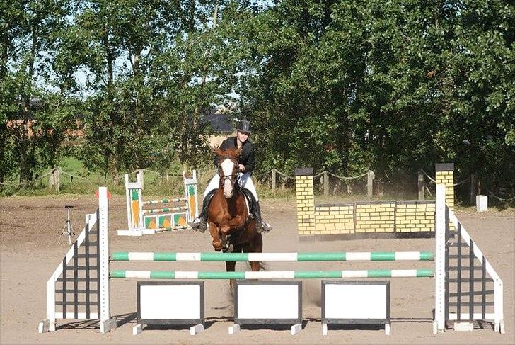 Anden særlig race Sahara ** LÅNTE ** billede 3