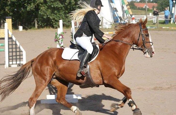 Anden særlig race Sahara ** LÅNTE ** billede 2