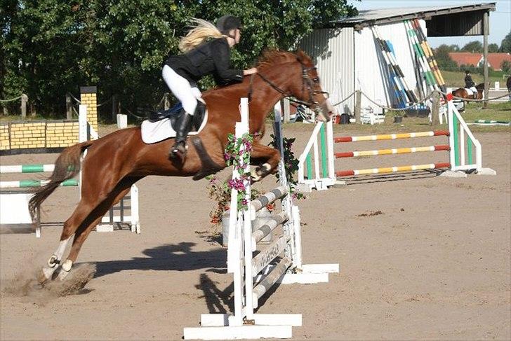 Anden særlig race Sahara ** LÅNTE ** billede 1