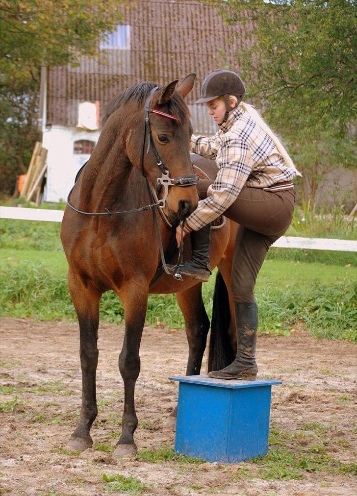 Dansk Varmblod Louis Vuitton (Leonardos) billede 2