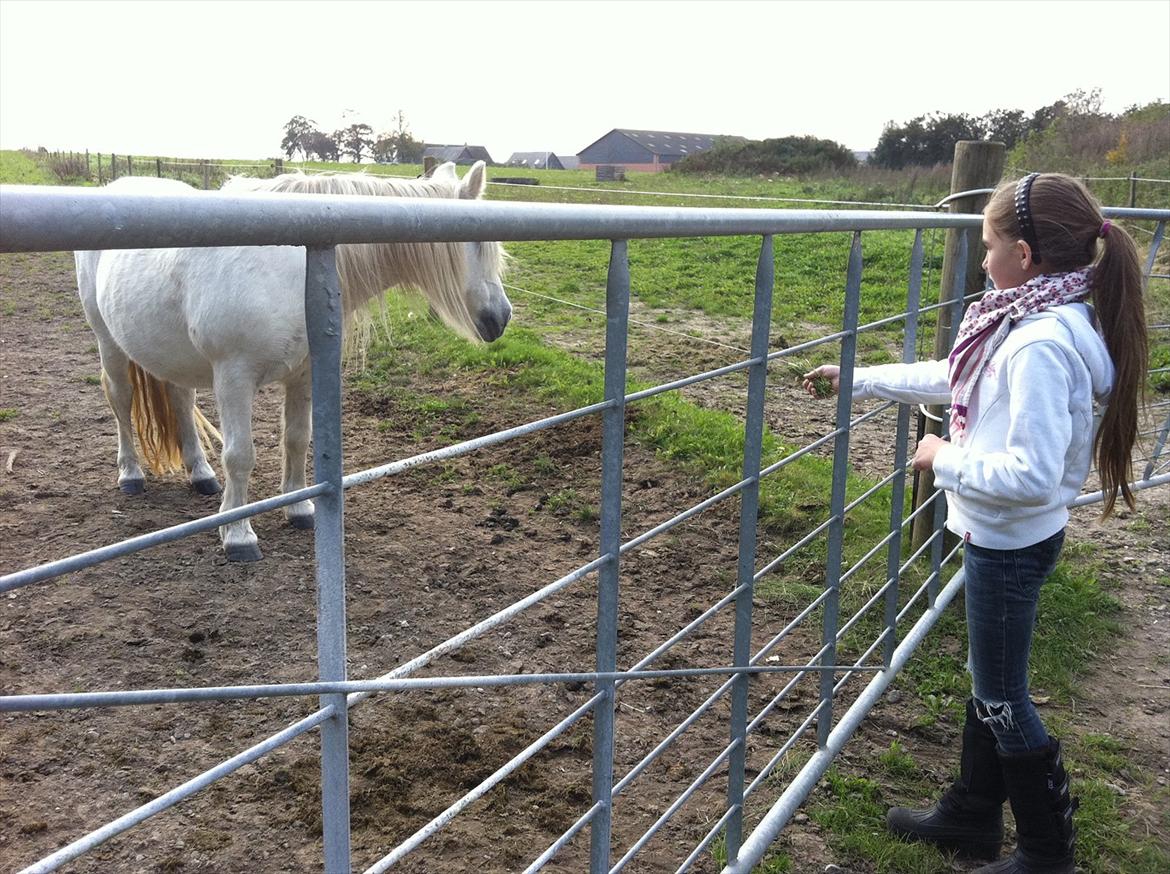 Anden særlig race Cirkeline billede 2