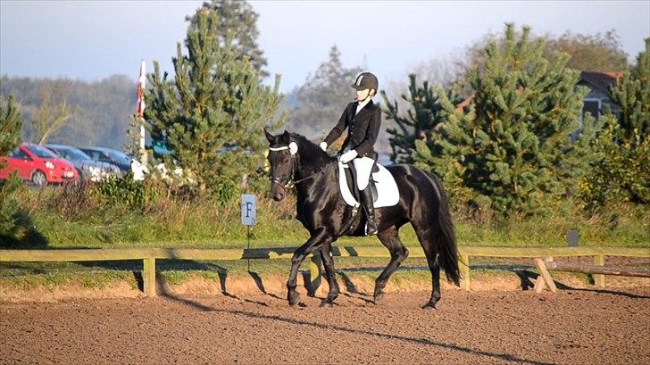 Oldenborg Bianca af Tanderup (Gippe'sen) - Biancas 2. stævne hun var super sød og red til 67,22% så jeg kan kun være tilfreds! :D billede 14