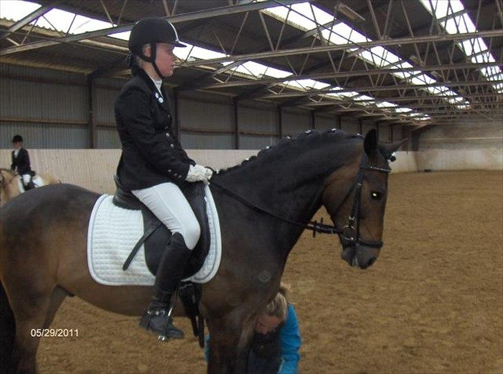 New Forest Sky Jumper <3  SOLGT! <3 Tidligere pony<3 - Ikast rideklub :-) billede 7