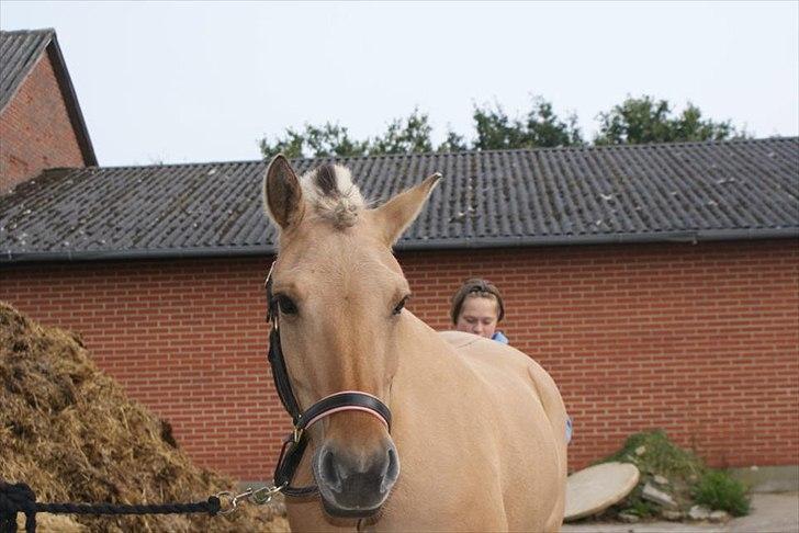 Fjordhest Beauty (solgt) - happy horse stævnet 2011 billede 6