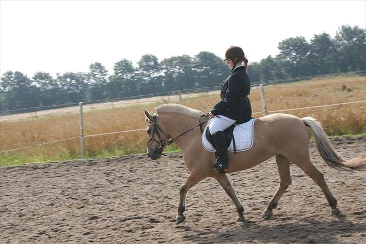 Fjordhest Beauty (solgt) - Happy horse stævnet 2011.. LC1 (1. plads) billede 8