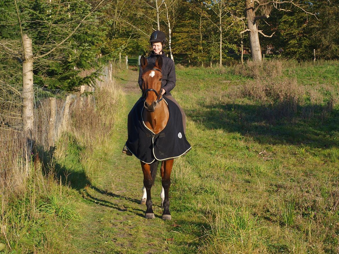 Dansk Varmblod TRÉSOR - Velkommen til Trésor's profil, læg gerne en kommentar og bedømmelse ;-) billede 12