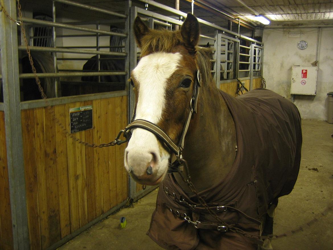 Tysk Sportspony Fee - SOLGT - Smukke pony! billede 20