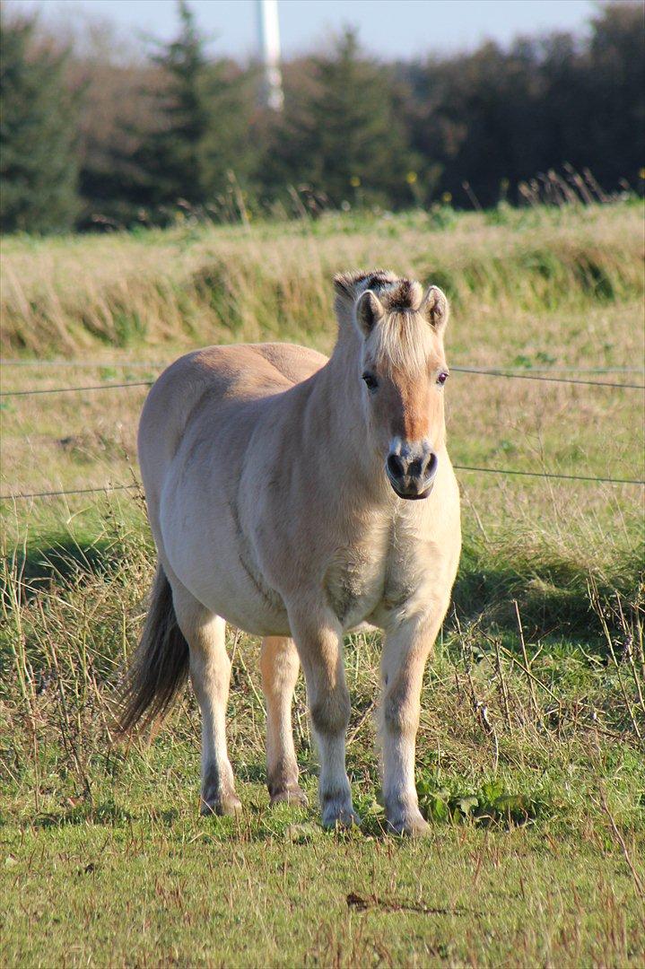 Fjordhest Plattini  - Glæden er ligesom et lys - tænder du det for andre, falder dets skin tilbage på dig selv. Den dejligste bamse, efteråret 2011 :-* /foto - mig selv. billede 11