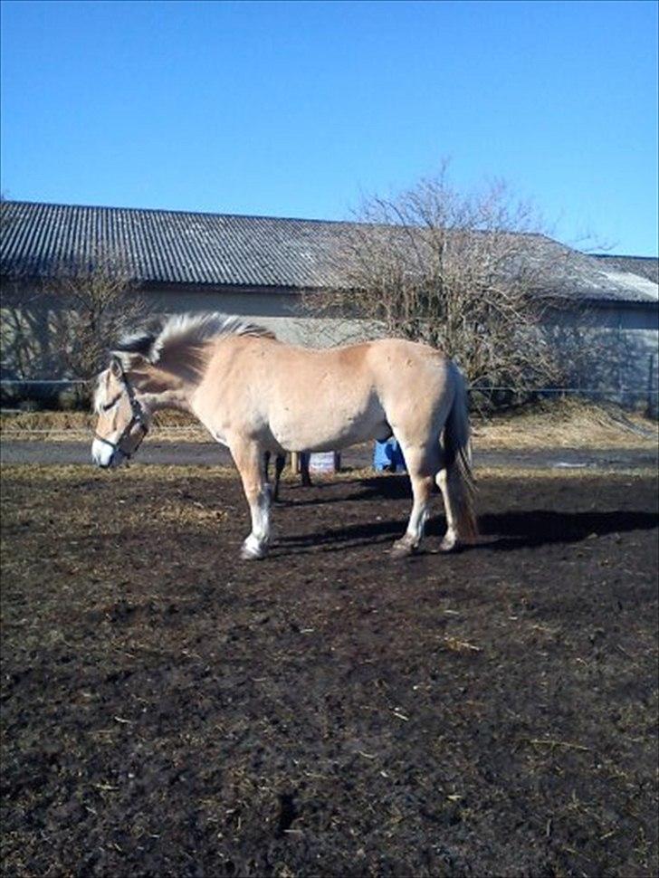 Fjordhest Kastanjegårdens Sonny billede 1