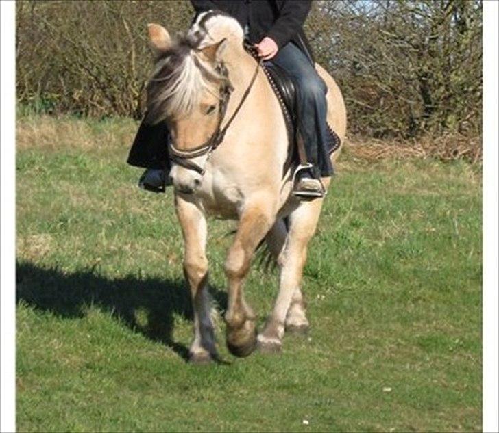 Fjordhest Kastanjegårdens Sonny billede 4