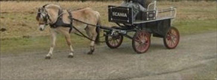 Fjordhest Kastanjegårdens Sonny billede 5