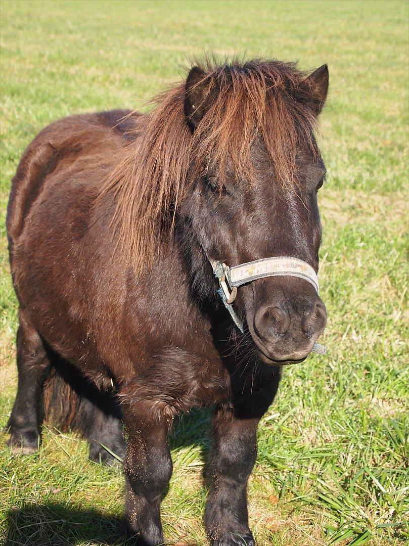 Shetlænder Vikter - taget af: mie billede 1