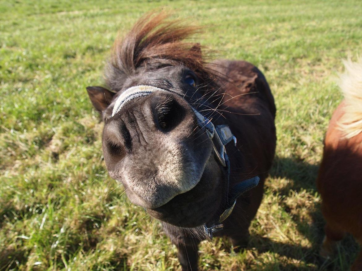 Shetlænder Vikter - taget af: mie billede 10