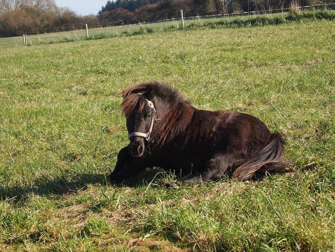 Shetlænder Vikter - taget af: mie billede 13
